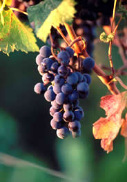 Grapes